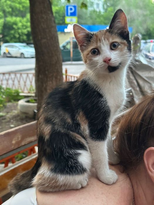 Котенок бесплатно