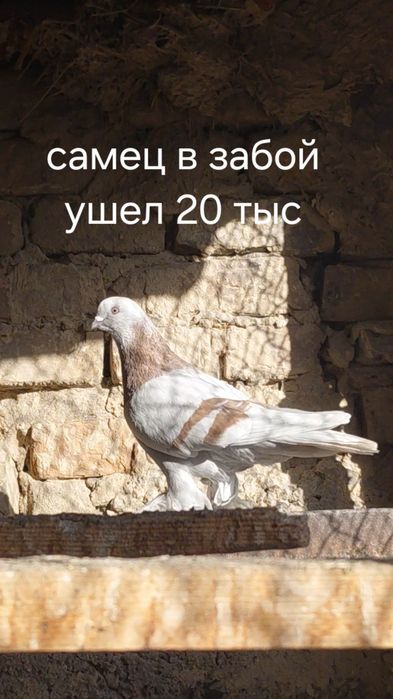 Голуби игровых кровей