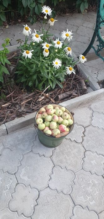 Продам яблоки местные