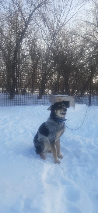 Отдам собаку бесплатно, девочка.