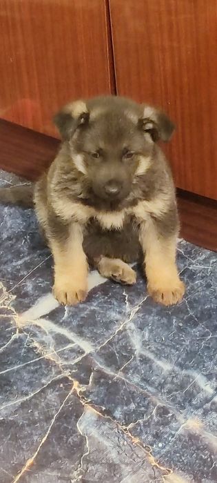 Продам щенка овчарки. 1.5 месяца