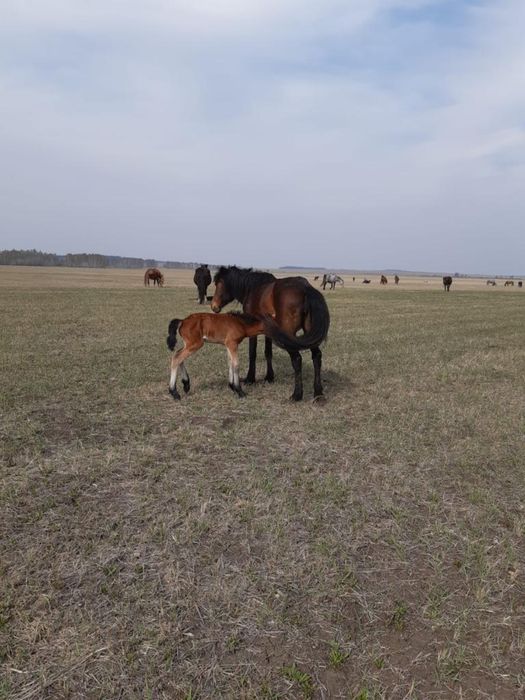 Жас биелер сатамын