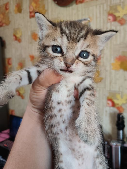 Чистокровные шотландцы