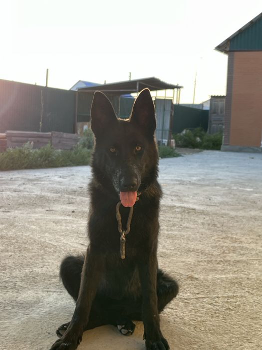 Щенки немечкой овчарки на продаже!