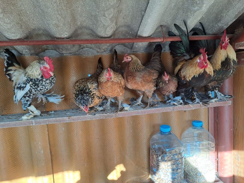 Cocos pitic. Gaini pitice