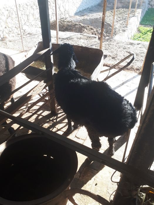 Qo'chqorlar sotiladi