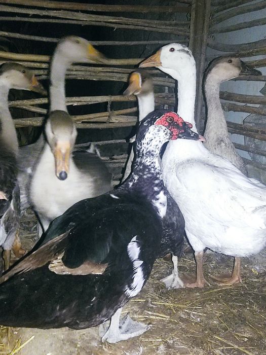 Bir para sariq gʻozlar sotiladi