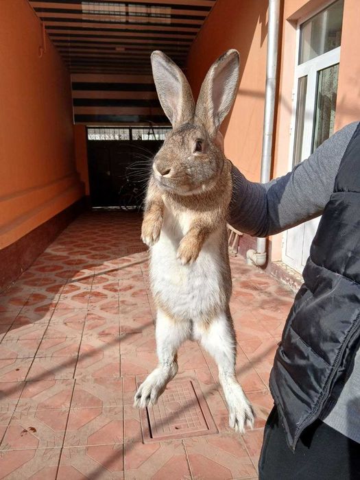 Самка Большой породистый кролик Фландер.