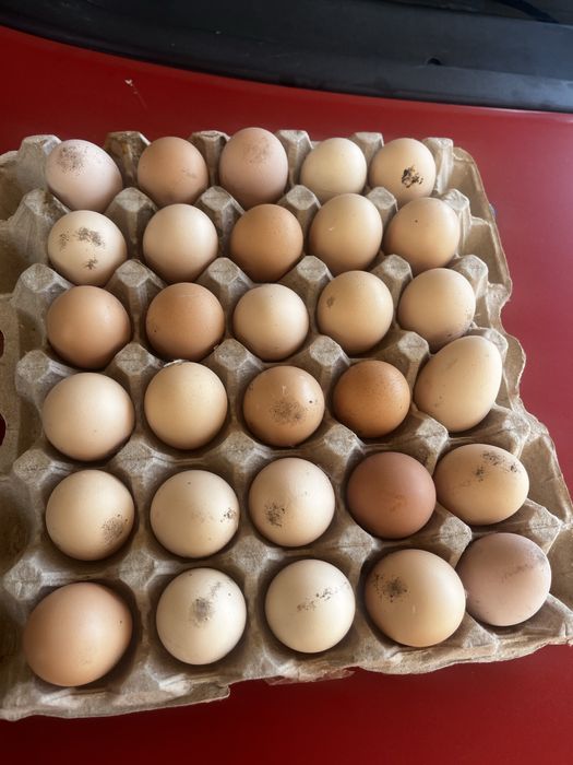 Инкубаторские яйца  паролы брама