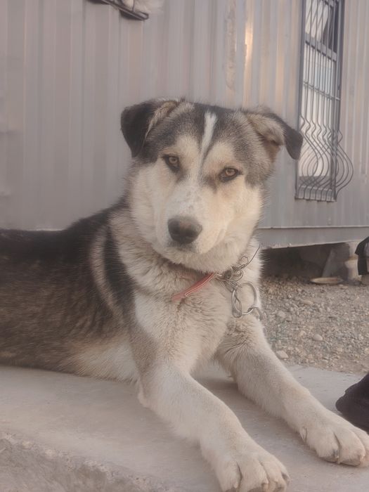 Мальчик, 1,5 года,