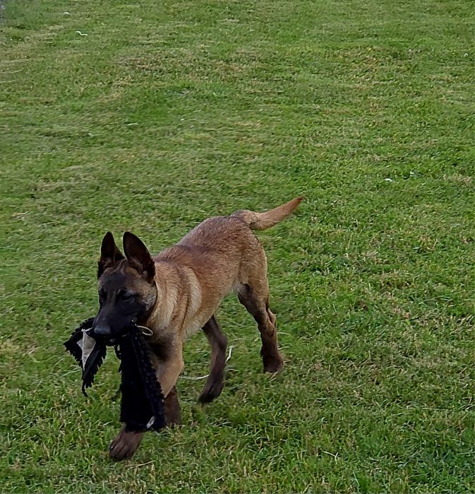 Ciobănesc belgian malinois