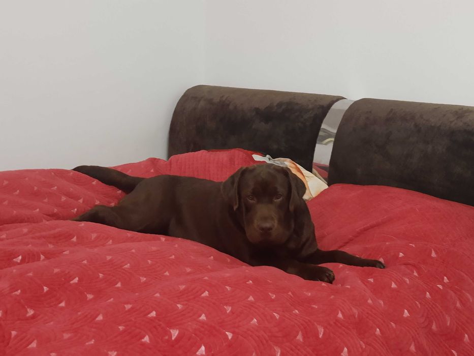 femela ciocolatie de labrador la 2 luni, Pedigree A