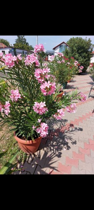 Leandri de vănzare 250 buc