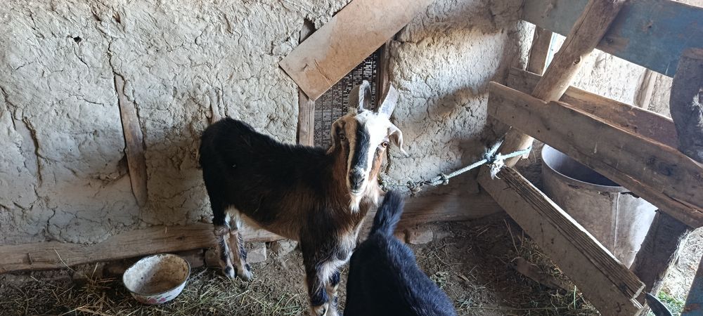 Echki 2oy boqilgan