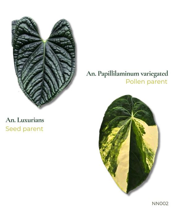anthurium Luxurians x papillilaminum var