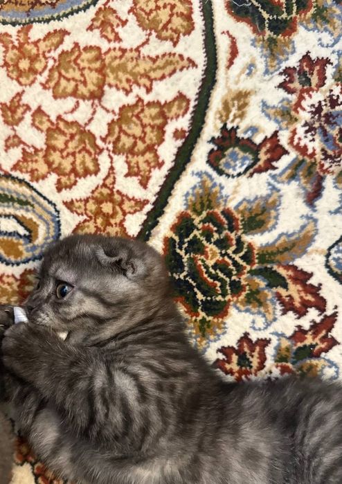 Mushukcha scottish fold shinshila