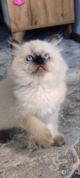 Котята породы Невская маскарадная