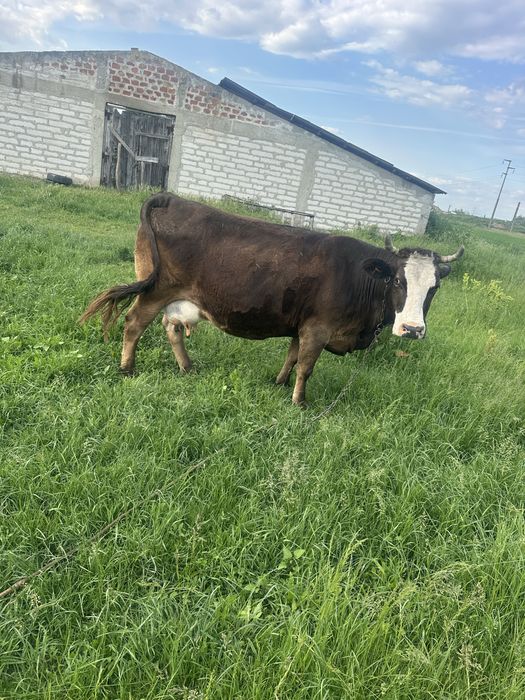 Vaca de prasila foarte cuminte !