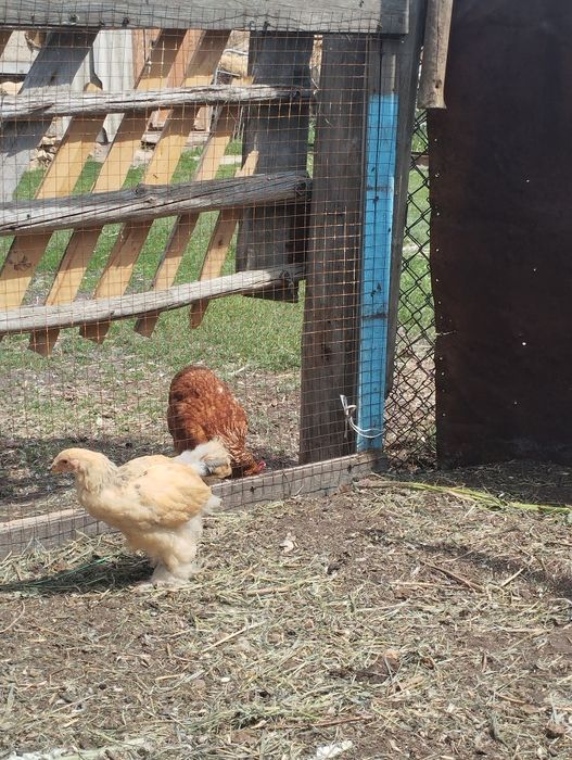 Продам кур барковская и брама