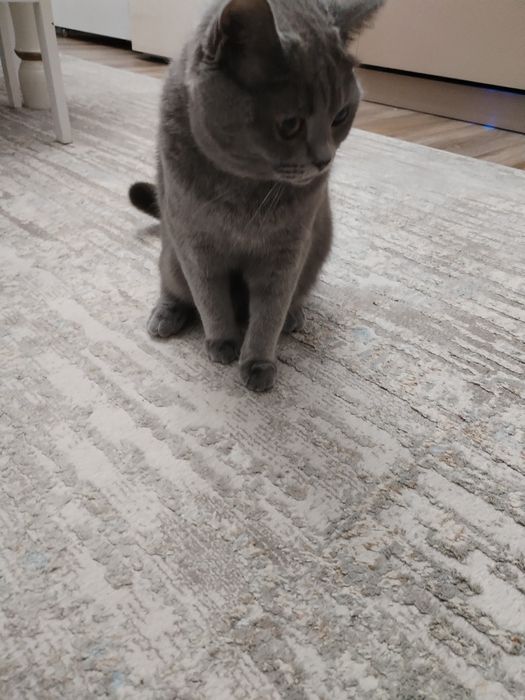 Кошка в добрые руки (бесплатно)