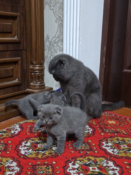 Продается Шотландские котята