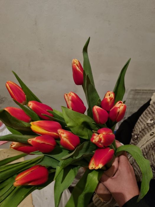 Тюльпаны по 700 тенге