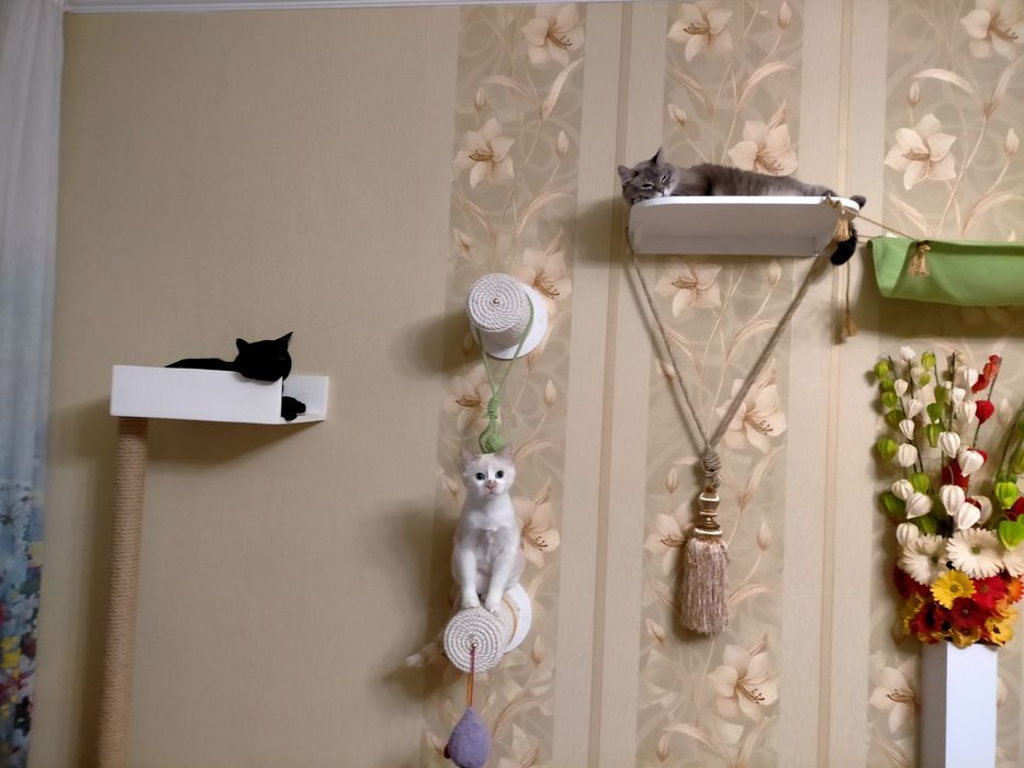 Домашняя передержка для кошек