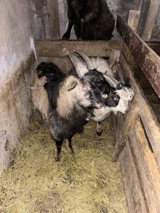 Поодаю коз 9 голов