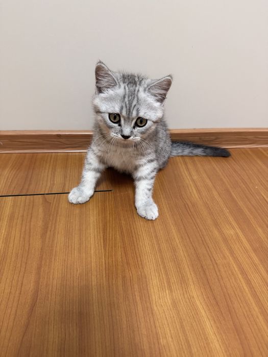 Британские котенок мальчик