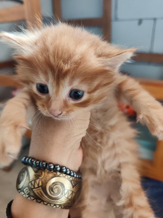 Котята породы Мейн кун