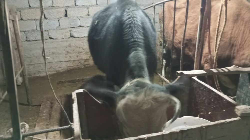 Сиыр сатылады бағасы 400000