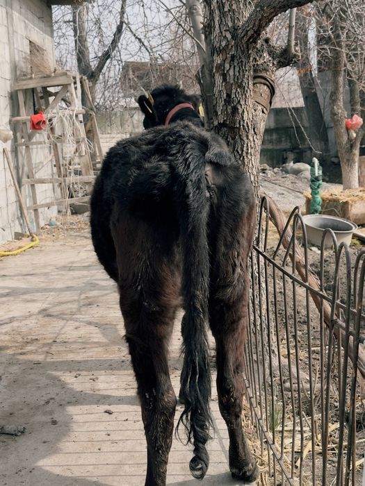 Хўнажин сотилади