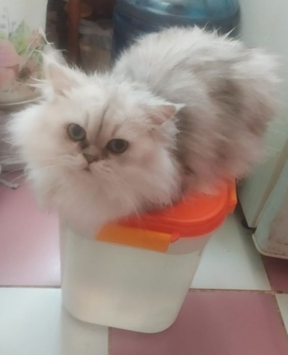 Персидские котята разные