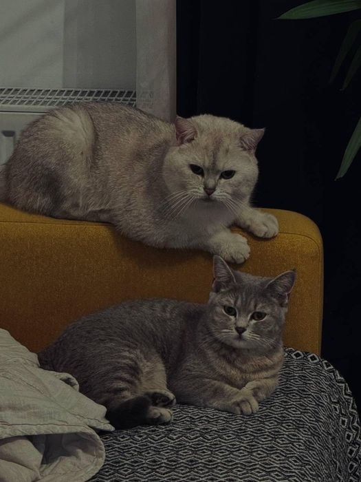 Продаются котята 3 девочки пародистые