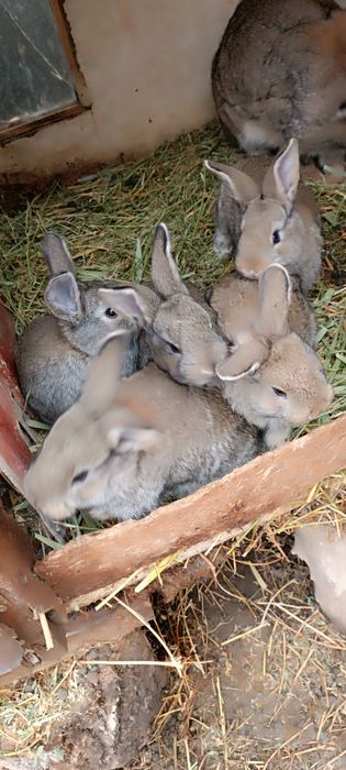 Продам кролик 1.5  месец