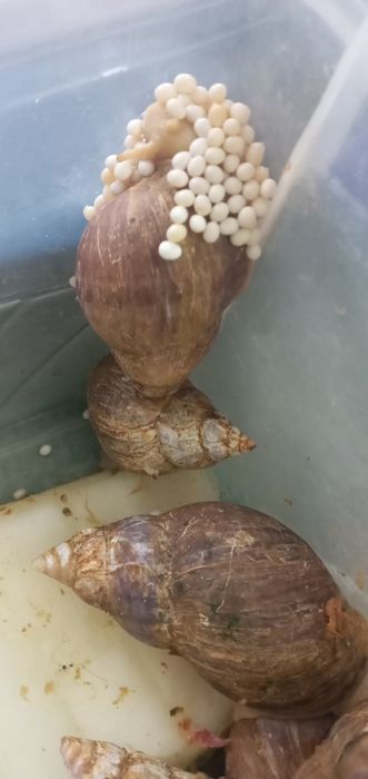 Ултитка срочна сотиладт