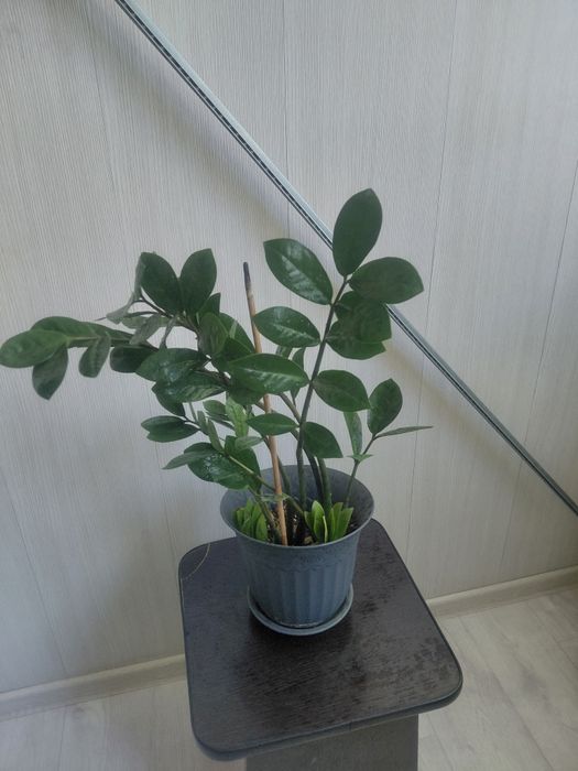 Продам долларовое дерево
