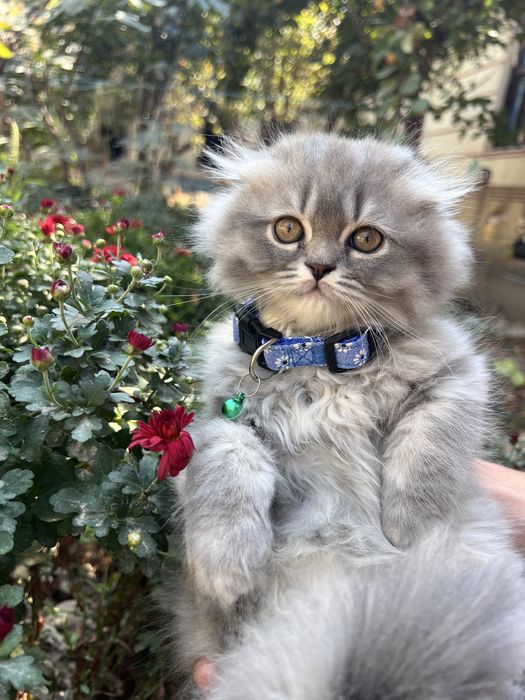 Heylend fold mushukchalar