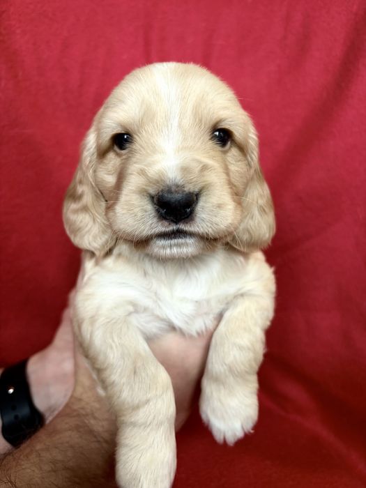 Щенки английского кокер-спаниеля