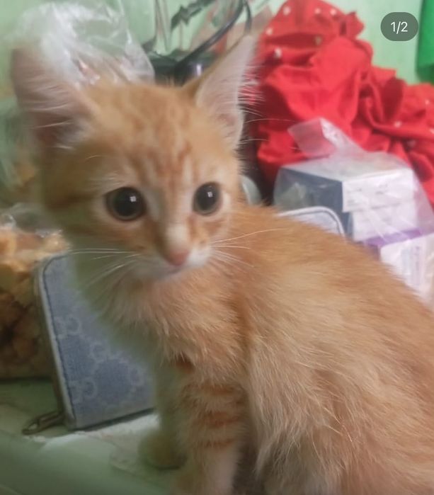 Отдам котят в добрые руки