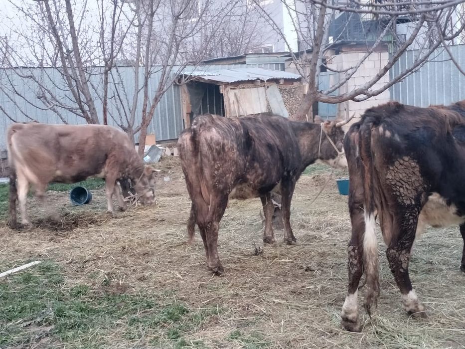 Корова с теленком