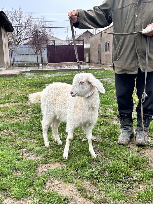 Альпи буаз шыбыш сатылады