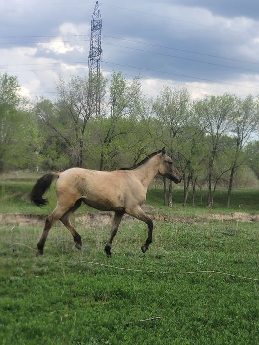 Жабагы ургашы Рысак