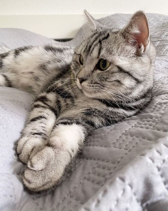 Два кота скотиш страйт