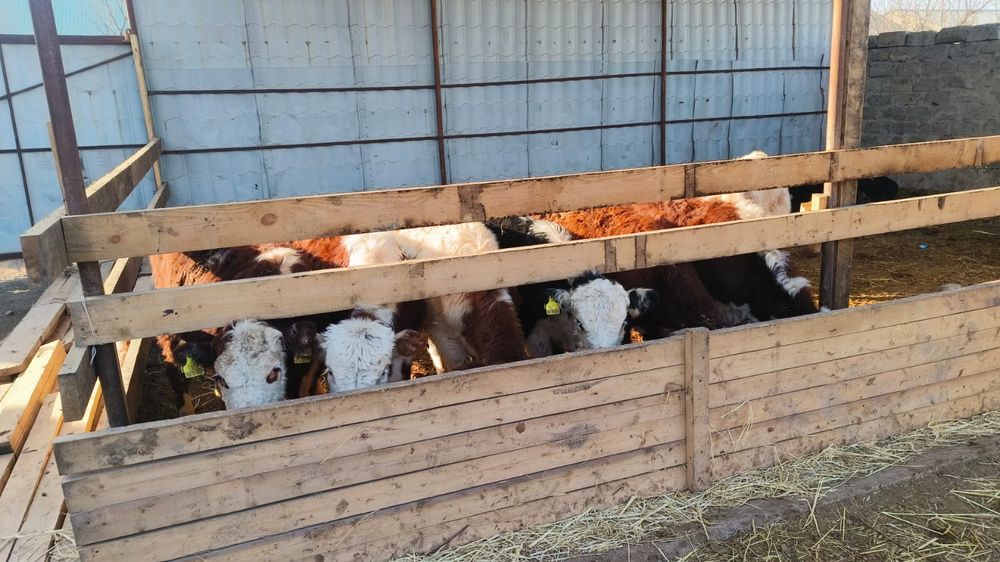 Букалар сотилади парода (сментал, гренфорд, микимаус, шарален, Ангус]