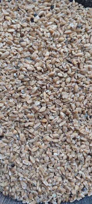 Сечка пшеничная 30 кг