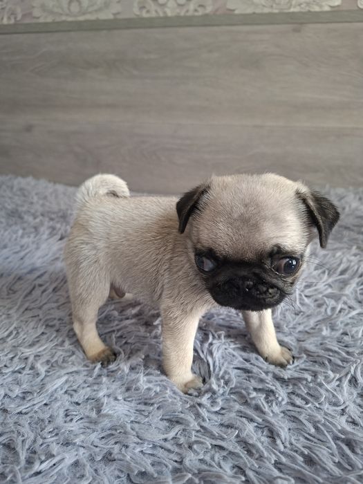 Продаю  щенков  мопсят