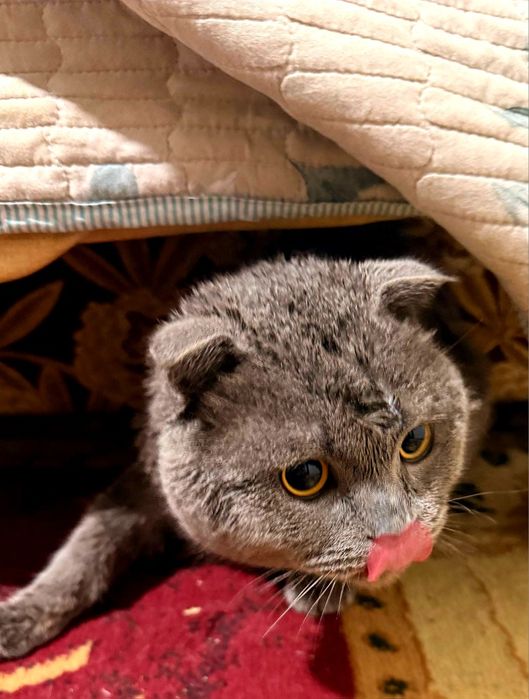 Кошка серий Scottish Fold