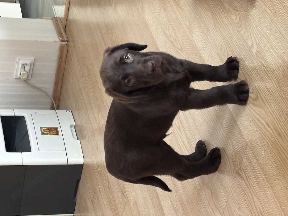 Pui Labrador Retreiver Ciocolatiu