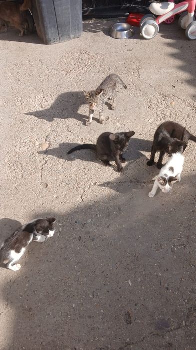 Donez pui de pisică